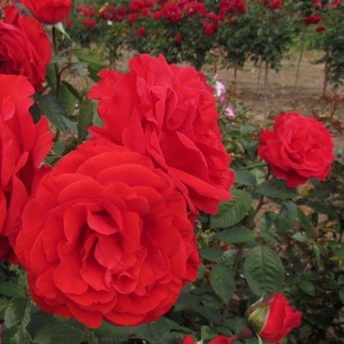 Czerwony - Róże pienne - z kwiatami hybrydowo herbacianymi - korona równomiernie ukształtowana